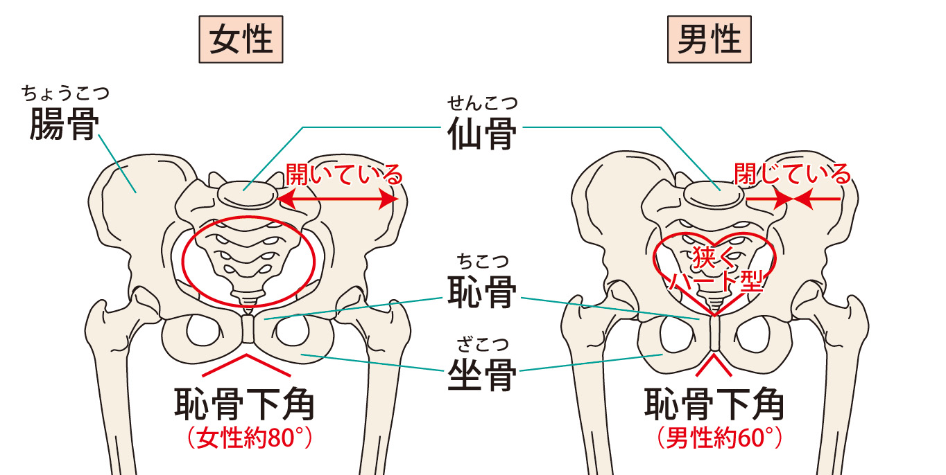男性と女性の骨盤