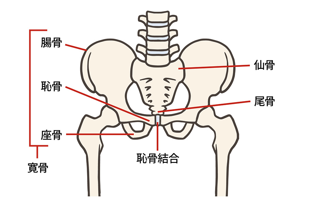 骨盤のイメージ図